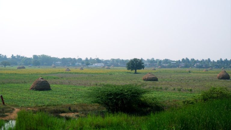 Photo Harvesting crops